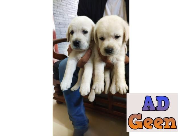 used Lab puppies TVM for sale 